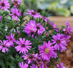 Hvězdnice 'Astral Calypso' - Aster dumosus 'Astral Calypso'