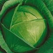 Zelí hlávkové bílé polopozdní 'Madison F1' - Brassica oleracea 'Madison'