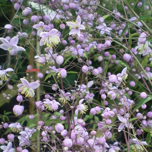 Žluťucha ‘Ankum’ - Thalictrum ‘Ankum’