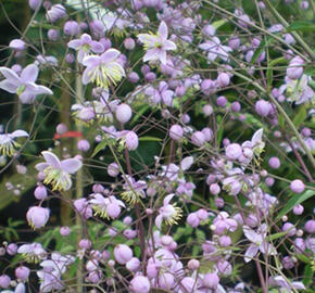 Žluťucha ‘Ankum’ - Thalictrum ‘Ankum’