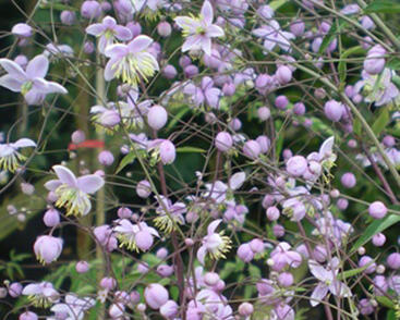 Žluťucha ‘Ankum’