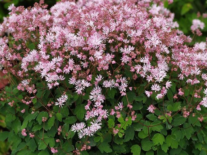 Žluťucha - Thalictrum kiusianum