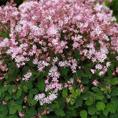 Žluťucha - Thalictrum kiusianum