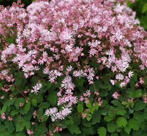 Žluťucha - Thalictrum kiusianum