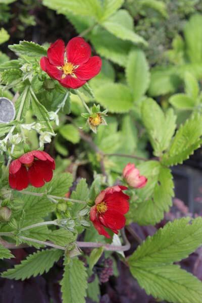 Mochna 'Flamboyant' - Potentilla 'Flamboyant'