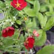 Mochna 'Flamboyant' - Potentilla 'Flamboyant'