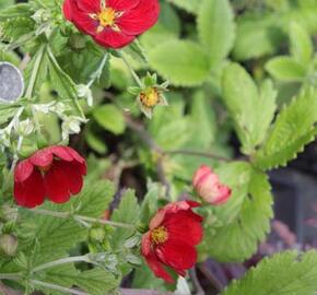 Mochna 'Flamboyant' - Potentilla 'Flamboyant'