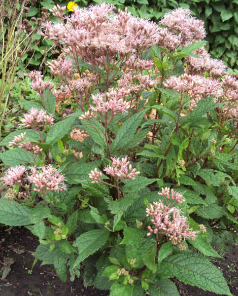 Sadec 'Mask' - Eupatorium 'Mask'