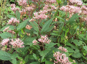 Sadec 'Mask' - Eupatorium 'Mask'