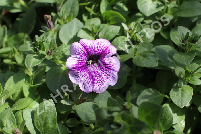 Petúnie 'Ray Purple Vein' - Petunia hybrida 'Ray Purple Vein'