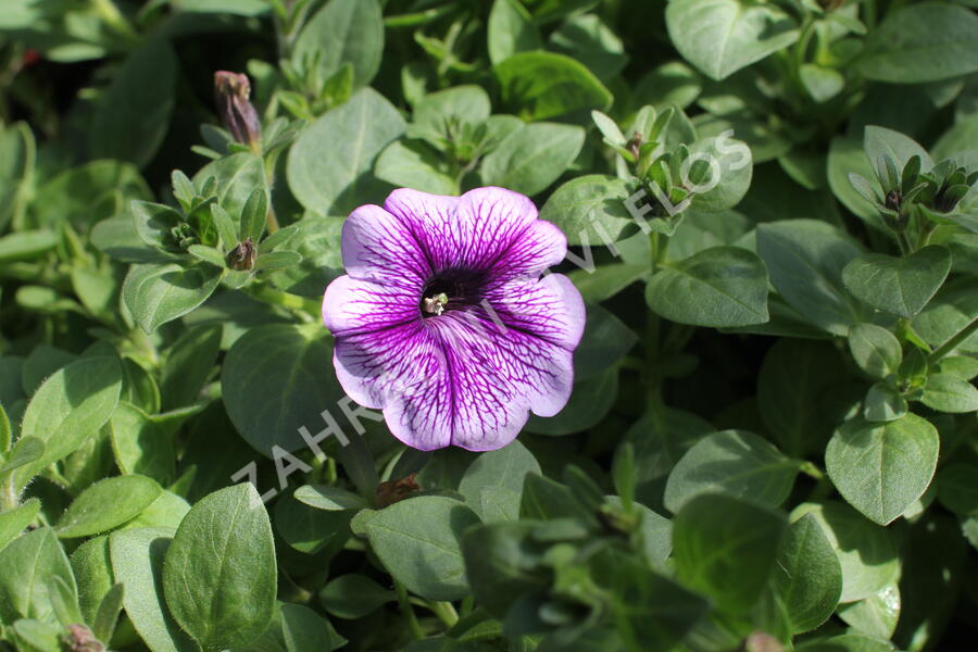 Petúnie 'Ray Purple Vein' - Petunia hybrida 'Ray Purple Vein'