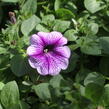 Petúnie 'Ray Purple Vein' - Petunia hybrida 'Ray Purple Vein'