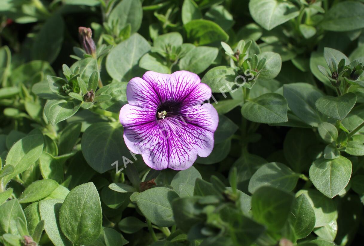Petúnie 'Ray Purple Vein' - Petunia hybrida 'Ray Purple Vein'