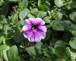 Petúnie 'Ray Purple Vein'