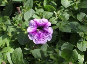 Petúnie 'Ray Purple Vein' - Petunia hybrida 'Ray Purple Vein'
