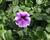 Petúnie 'Ray Purple Vein'