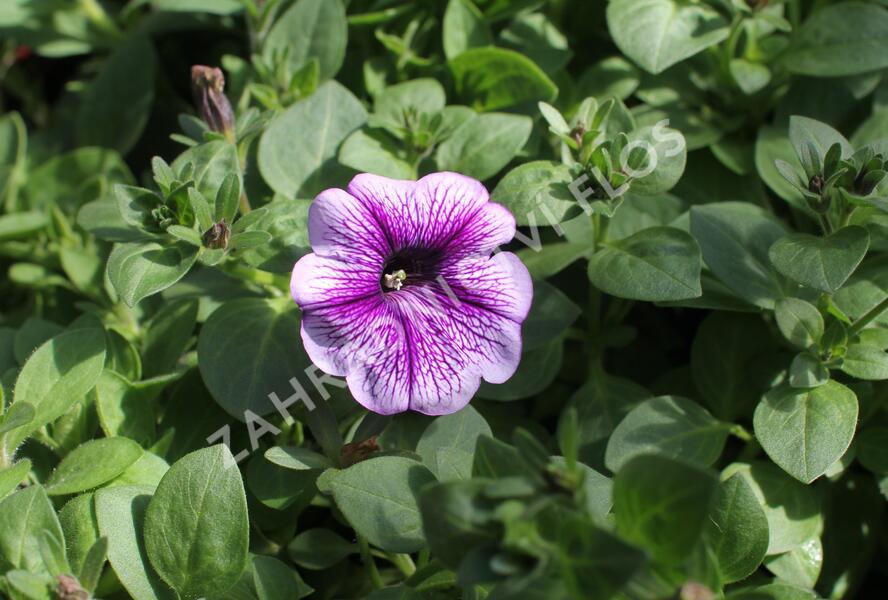 Petúnie 'Ray Purple Vein' - Petunia hybrida 'Ray Purple Vein'