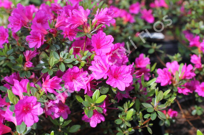 Azalka japonská 'Amoena' - Azalea japonica 'Amoena'