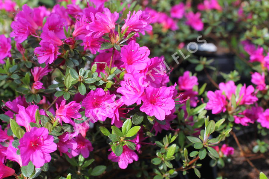 Azalka japonská 'Amoena' - Azalea japonica 'Amoena'