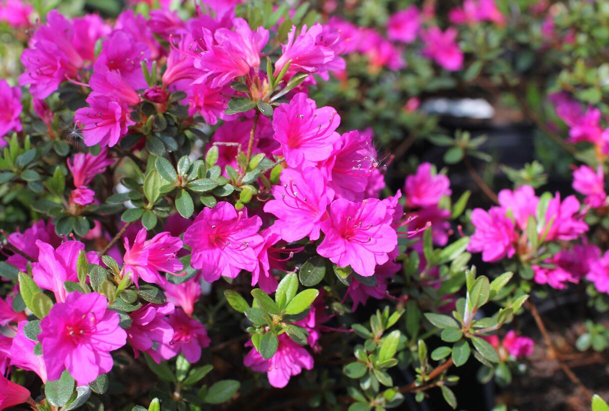 Azalka japonská 'Amoena' - Azalea japonica 'Amoena'