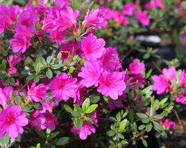 Azalka japonská 'Amoena'