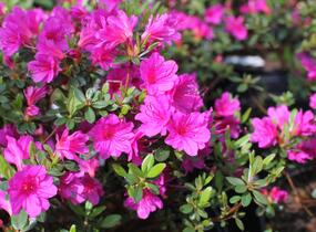 Azalka japonská 'Amoena' - Azalea japonica 'Amoena'