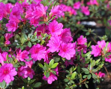 Azalka japonská 'Amoena'