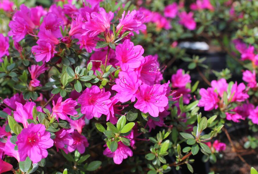 Azalka japonská 'Amoena' - Azalea japonica 'Amoena'