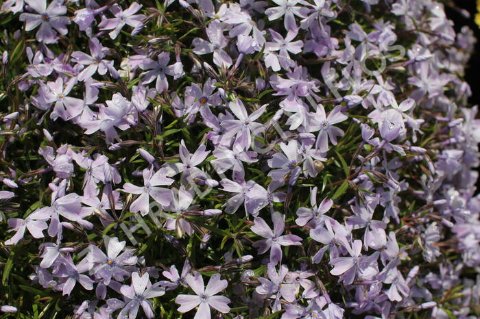 Plamenka šídlovitá 'Emerald Pink' - Phlox subulata 'Emerald Pink'