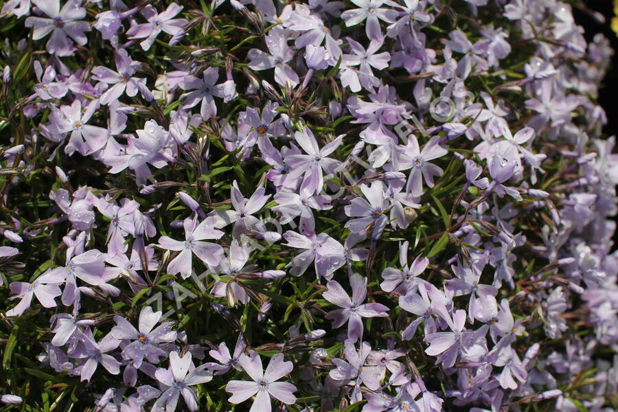 Plamenka šídlovitá 'Emerald Pink' - Phlox subulata 'Emerald Pink'