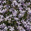 Plamenka šídlovitá 'Emerald Pink' - Phlox subulata 'Emerald Pink'