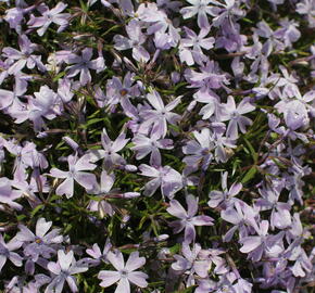 Plamenka šídlovitá 'Emerald Pink' - Phlox subulata 'Emerald Pink'