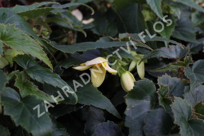 Begónie bolívijská 'Bellavista Lemon' - Begonia boliviensis 'Bellavista Lemon'