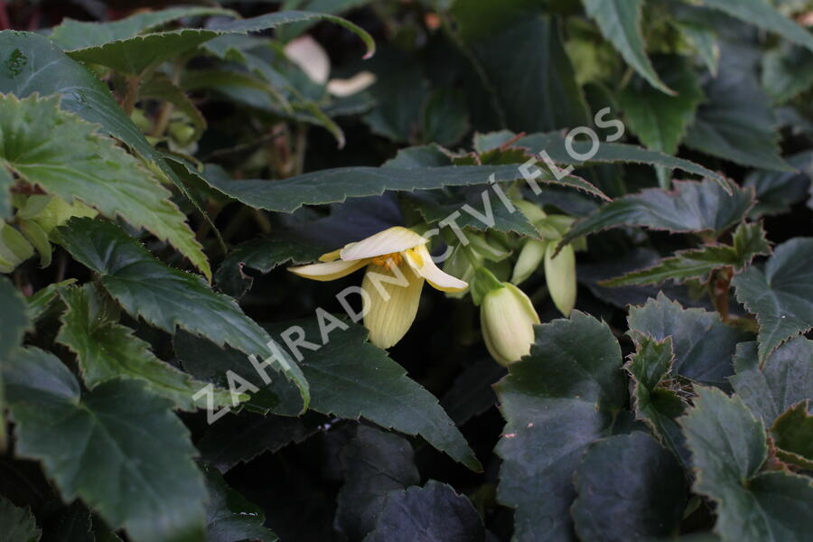 Begónie bolívijská 'Bellavista Lemon' - Begonia boliviensis 'Bellavista Lemon'