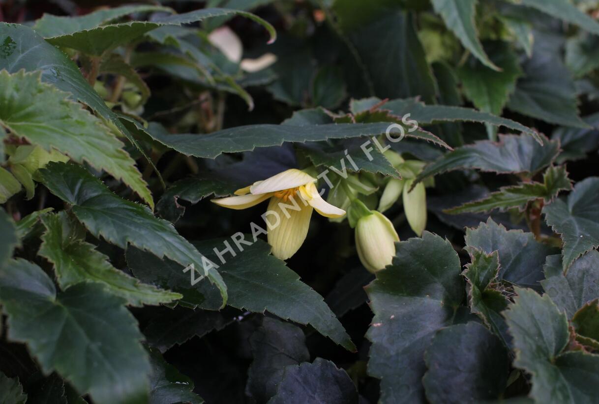 Begónie bolívijská 'Bellavista Lemon' - Begonia boliviensis 'Bellavista Lemon'