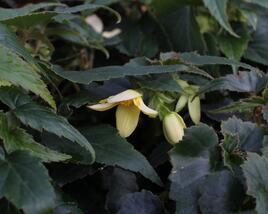 Begónie bolívijská 'Bellavista Lemon'