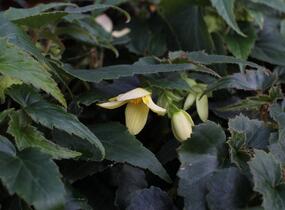 Begónie bolívijská 'Bellavista Lemon' - Begonia boliviensis 'Bellavista Lemon'