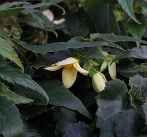Begónie bolívijská 'Bellavista Lemon' - Begonia boliviensis 'Bellavista Lemon'