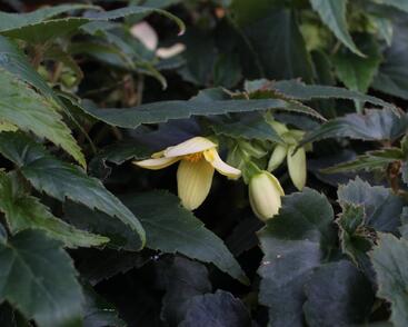 Begónie bolívijská 'Bellavista Lemon'