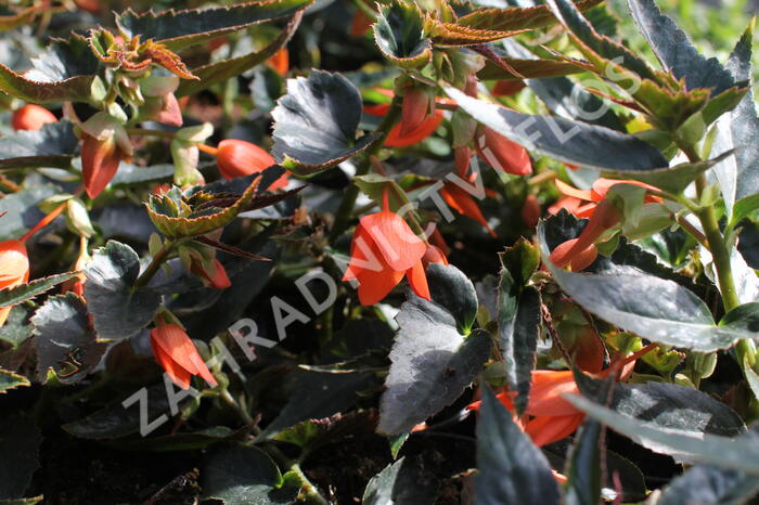 Begónie bolívijská 'Bellavista Deep Orange' - Begonia boliviensis 'Bellavista Deep Orange'