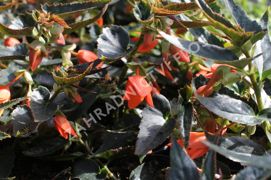 Begónie bolívijská 'Bellavista Deep Orange' - Begonia boliviensis 'Bellavista Deep Orange'
