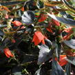 Begónie bolívijská 'Bellavista Deep Orange' - Begonia boliviensis 'Bellavista Deep Orange'