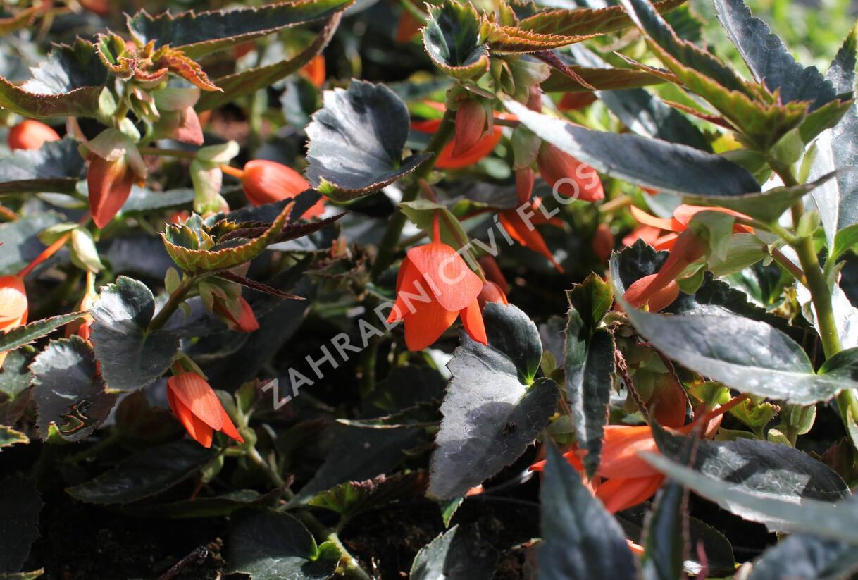 Begónie bolívijská 'Bellavista Deep Orange' - Begonia boliviensis 'Bellavista Deep Orange'