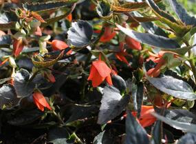 Begónie bolívijská 'Bellavista Deep Orange' - Begonia boliviensis 'Bellavista Deep Orange'