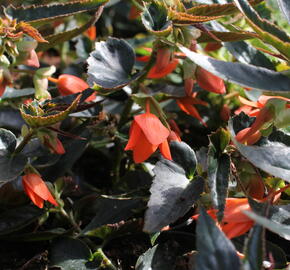 Begónie bolívijská 'Bellavista Deep Orange' - Begonia boliviensis 'Bellavista Deep Orange'