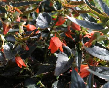 Begónie bolívijská 'Bellavista Deep Orange'