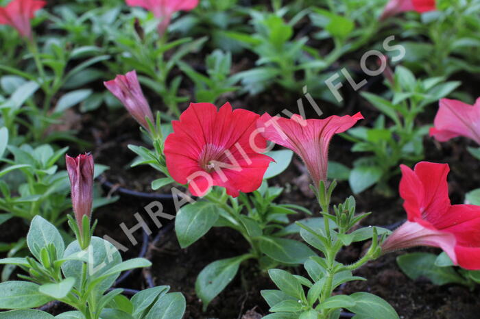 Petúnie 'Deep Red' - Petunia Surfinia 'Deep Red'