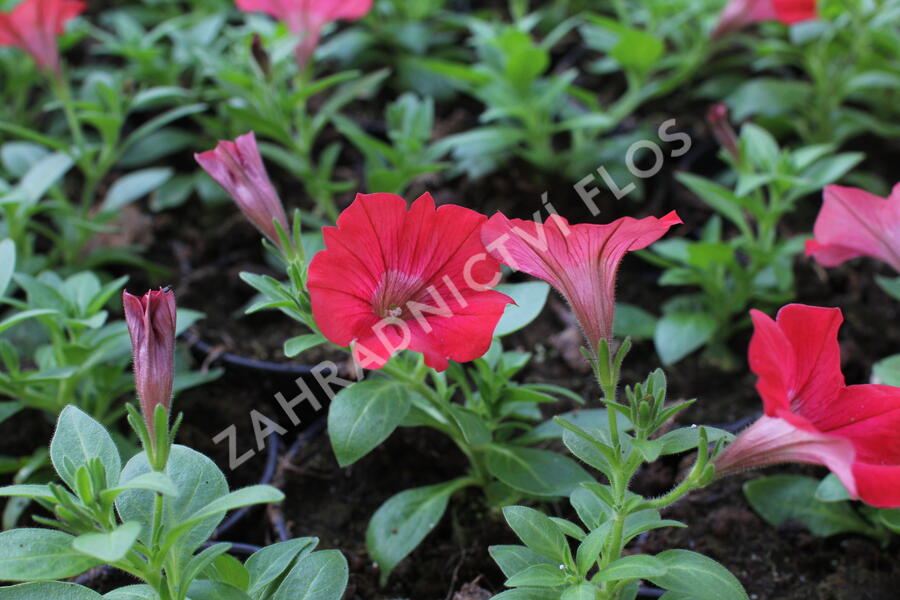 Petúnie 'Deep Red' - Petunia Surfinia 'Deep Red'