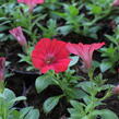 Petúnie 'Deep Red' - Petunia Surfinia 'Deep Red'