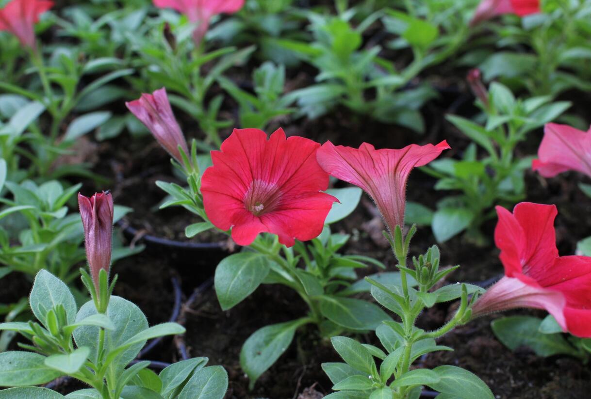 Petúnie 'Deep Red' - Petunia Surfinia 'Deep Red'